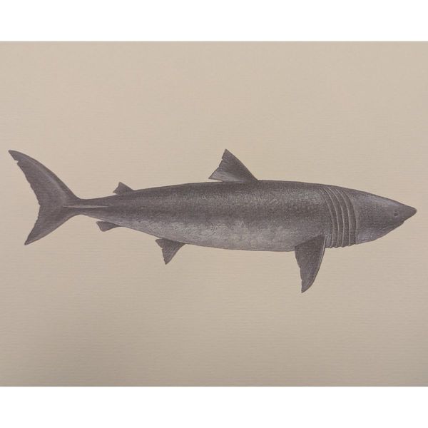 Hovedbilde Litografi - Hai