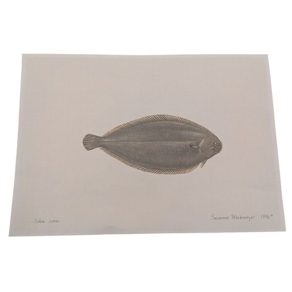 Litografi - Sjøtunge