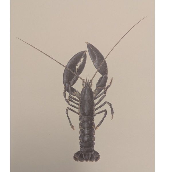 Hovedbilde Litografi - Hummer